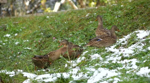 Ducks on snow-covered grass 2 Stock Footage 55937334