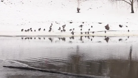 Ducks on the snow-covered shore, the river flows in the winter Stock Footage 73684761