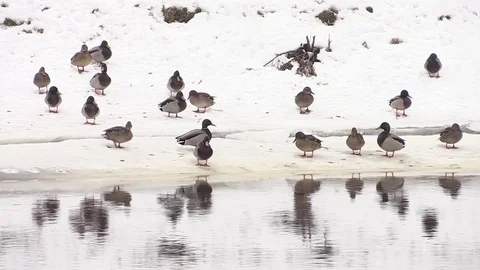 Ducks on the snow-covered shore, the river flows in the winter Stock-Footage 73684968
