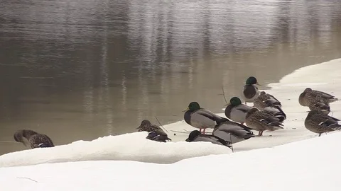 Ducks on the snow-covered shore, the river flows in the winter Stock-Footage 73685127