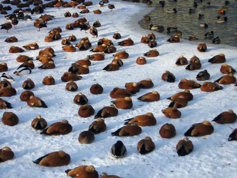 Ducks on snow Stock Photos