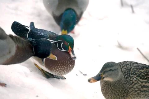 Ducks in snow Stock Photos
