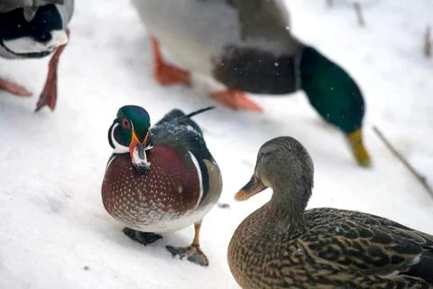 Ducks in snow Stock Photos