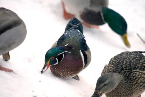 Ducks in snow Stock Photos