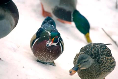 Ducks in snow Stock Photos