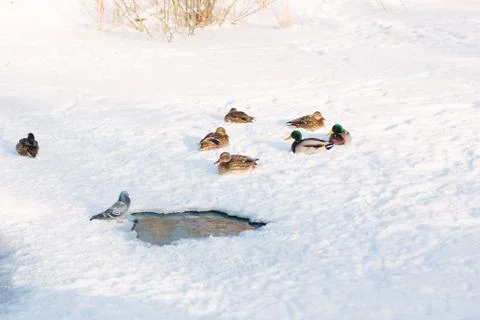 Ducks on snow Stock Photos