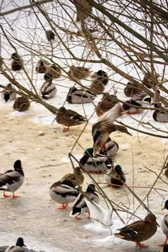 Ducks on snow Stock Photos