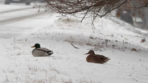 Ducks in the snow strom Stock Footage 101872156