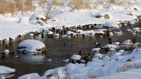 Ducks in a snowy River 库存影片 37445270