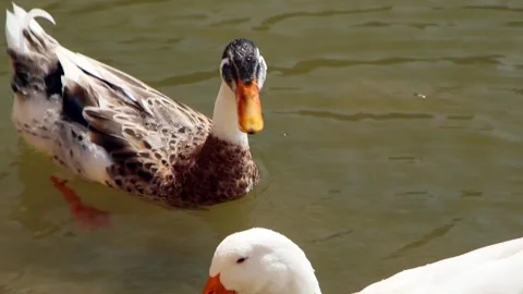 Ducks soaring on running water Stock Footage 321006822
