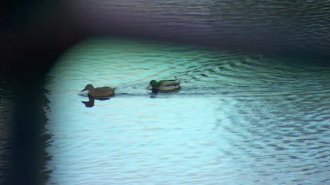 Ducks on the Sowerby Bridge Canal 库存影片 146472216