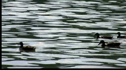 Ducks on a Sparkling Lake Stock Footage 838610