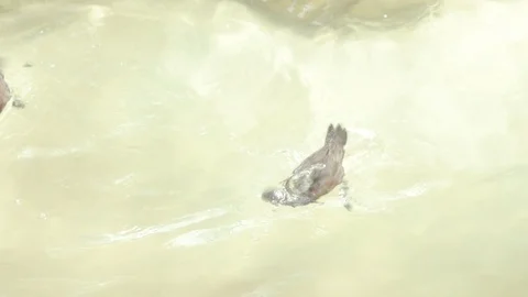 Ducks Splashing Stock Footage 86656498