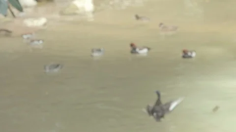 Ducks Splashing Stock Footage 86656578