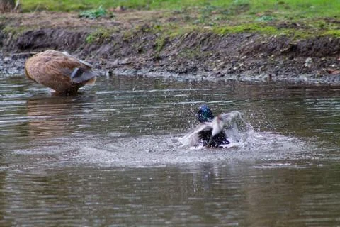 Ducks Splashing in a Pond Stock Photos