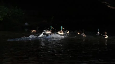 Ducks splashing in the ray of light 動画素材 68376445
