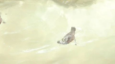Ducks Splashing in Water Stock Footage 86576558