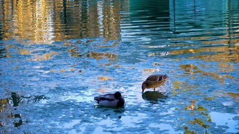Ducks on spring ice Stock Footage 106663874