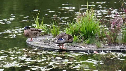 Ducks stand and clean feathers on a wooden platform Stock Footage 159584864