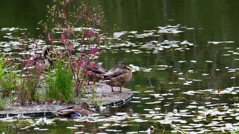 Ducks stand and clean feathers on a wooden platform Video stock 159584962