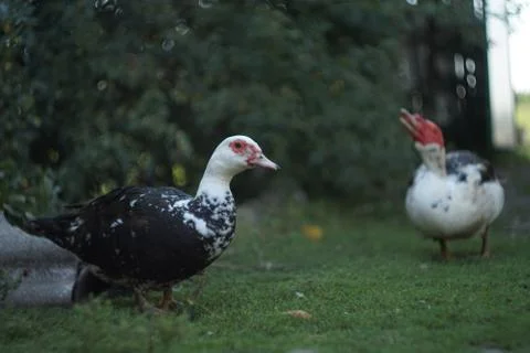 Ducks stand on the grass Stock Photos