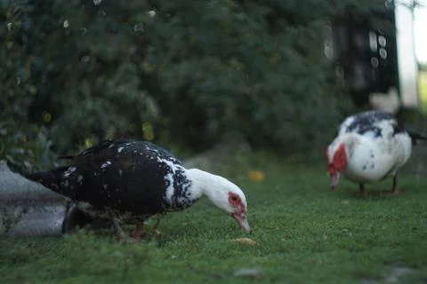 Ducks stand on the grass Stock Photos