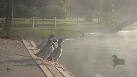 Ducks stand on the shore of Lake Bled in Slovenia Stock Footage 291294309