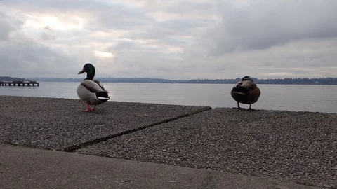 Ducks standing on a sidewalk, then taking off. Stock Footage 121724492