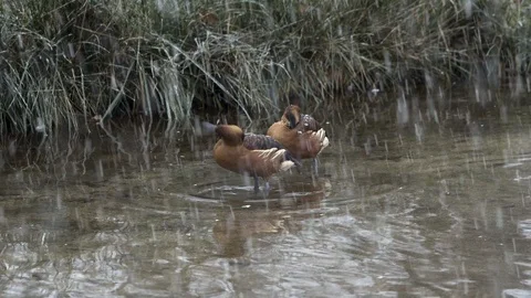 Ducks standing in a small pond Vídeo Stock 98933268