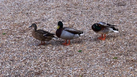 Ducks standing on some stones Stock Footage 108643150
