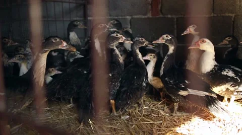 Ducks standing still in the farm Stock-Footage 52512355