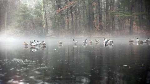Ducks standing on Thin Ice in the rain and fog Stock Footage 100613379