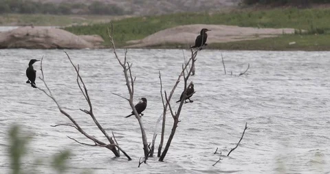 Ducks standing at tree brunches over flowing river, drying feathers 스톡 동영상 118999721