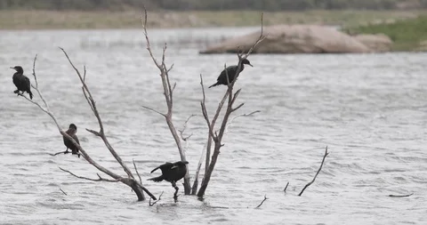 Ducks standing at tree brunches sunken in flowing river, drying feathers Stockbeeldmateriaal 119000607