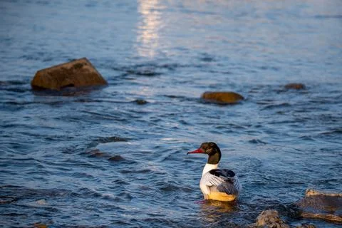 Ducks standing in water in Switzerland. Common merganser. Goosander Eurasian. Stock Photos