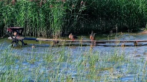 Ducks station on lake Stock Footage 66426583