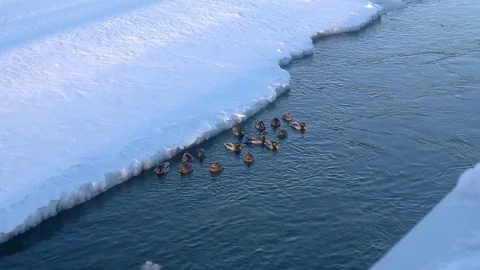 Ducks staying for the winter Stock Footage 69860704