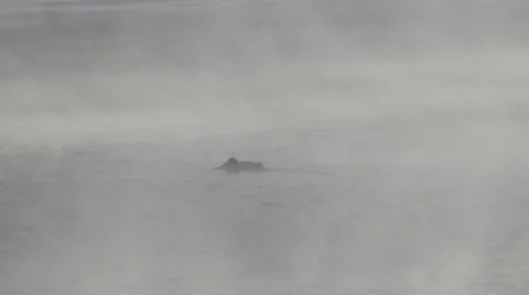 Ducks on steaming river Stock Footage 33893753