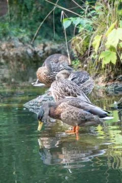 Ducks on a stick in water Stock Photos