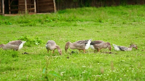 Ducks stock 4k 01 Stock Footage 285504808