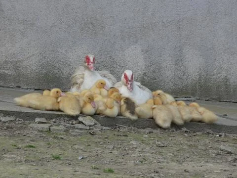Ducks Stock Rest Stock Photos