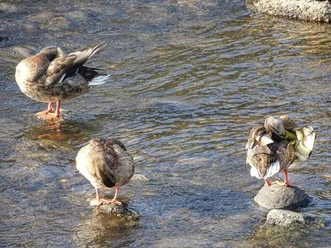 Ducks on stones on a river Stock Photos