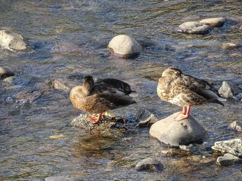 Ducks on stones on a river 스톡 사진