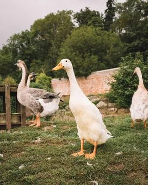 Ducks stood on a mound of grass Foto stock