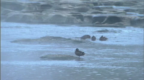 Ducks on a Stream 225 Stock Footage 504368