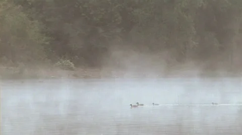 Ducks on a Stream 240 Stock Footage 507446