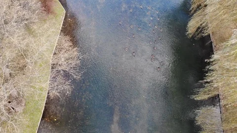 Ducks in stream drone flyover  Stock Footage 119499000