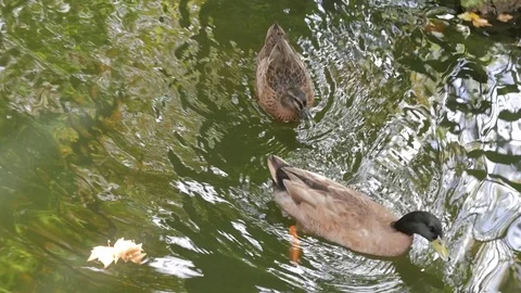 Ducks in a stream during autumn Stock Footage 81313273