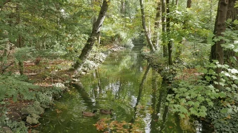 Ducks in a stream during autumn. tilt Stock Footage 81313261