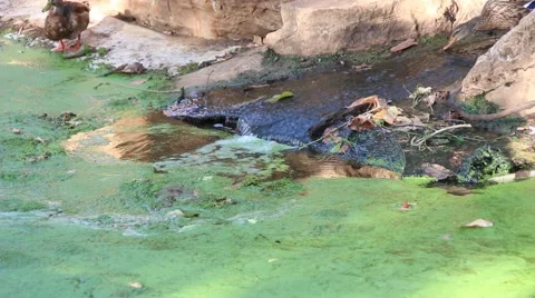 Ducks on stream Vidéo 41524342